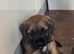 Border Terrier Puppy For Sale