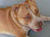 Staffy cross