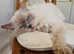 Proven Lilac Ragdoll Stud - GCCF Active