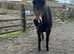 11year old Irish sports horse dark bay