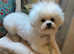 Paris Bichon Puppy