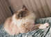 2 bonded ragdoll cats