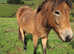 2 Exmoor Ponies yearling