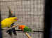 Stunning birds for sale