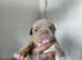 Micro bully pups looking for new homes