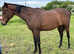 2yr old filly
