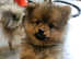 Available now Beautiful teddy bear face Pomeranian puppy
