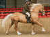Stunning palomino filly