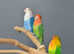 Baby Love birds,17