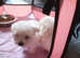 Beautiful Maltipoo   Puppies   Only 1 Girl left