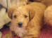 Schnoodle puppies
