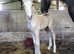 14.1hh Cob x 4 Year Old Mare