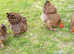 Hatching Eggs - 20+ Purebreed Chickens