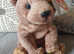 Original beanie baby