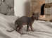 Adorable Sphynx Kittens for Sale - Ready for Their Forever Homes!