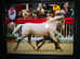 Superstar pony club pony