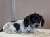 3 female miniature dachshund piebald