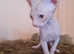 Sphynx kittens for sale