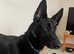 Belgian Malinois Bitch