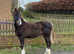 Registered welsh sec c colt