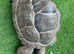 Aldabra Tortoise x2