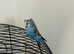 Male Budgie and Cage