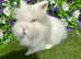 Stunning Baby Double Maned Lionhead Boy!