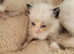 Pure Ragdoll kittens for sale