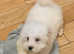 Maltipoo pups for sale