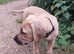 Beautiful female boerboel puppy