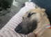 8 month old male lurcher cross shepherd