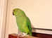 Beautiful baby green Indian ringnick parrot