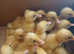 Indian runner ducklings for sale