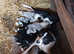 border collie pups