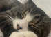 Vader male cat