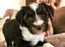 Poppy and Alfie Need A Forever Home