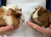 Pair of young male Guinea Pigs