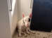 7 Month Bull Terrier