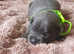 Dewellblue Staffy Pups