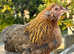 Araucana point of lay pullets
