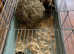 Indoor Rabbit for good home