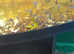 Pleco