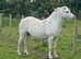 Beautiful grey mare