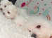 Bichon bolognese