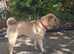 Male shar pei