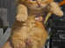 5 kittens Scottish fold and straight