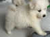 Kc Registered Samoyed puppies with champ bloodline
