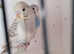 Baby Budgies