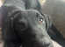 Male Labrador puppy