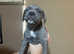 Cane corso puppy